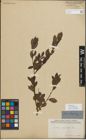 Foto von Salix myrsinifolia Salisb.